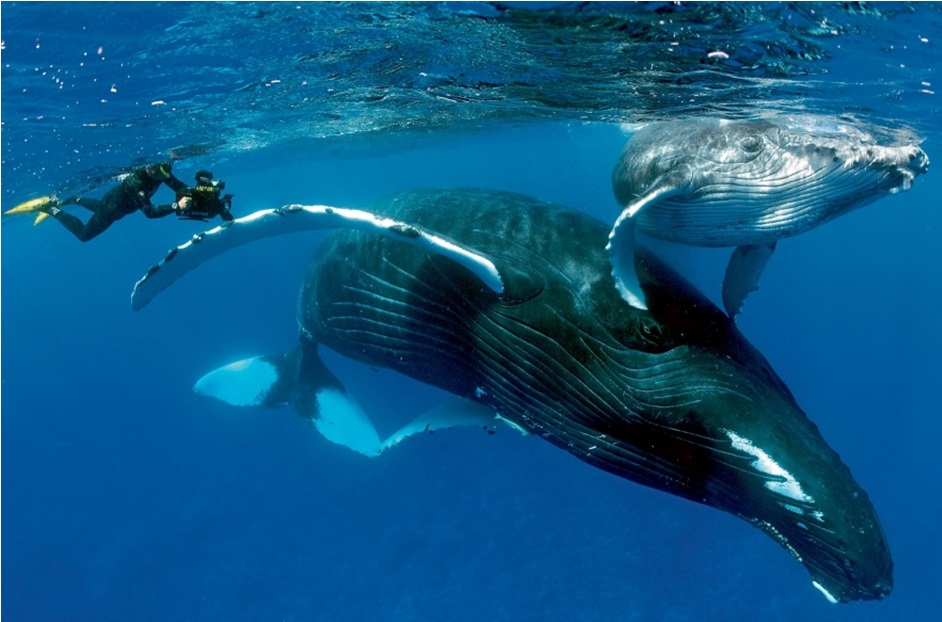 baleias A Costa das Baleias será o principal destino turístico do litoral baiano”, diz Presidente da Câmara de vereadores de Nova Viçosa