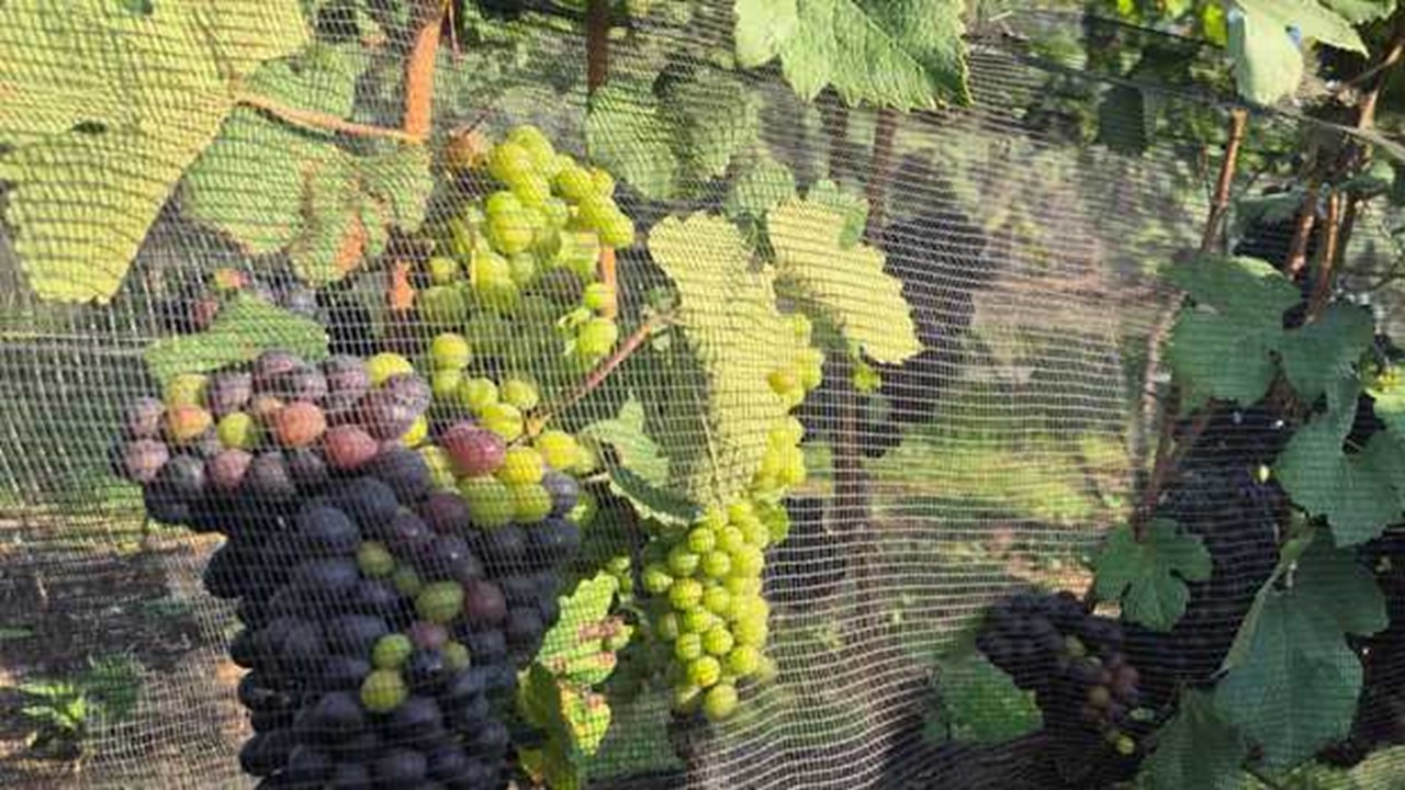 uvas